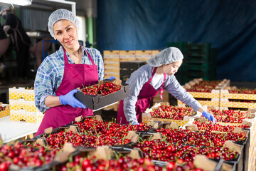 Young and adult woman working at the cherry production farm