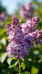 Lilac Branch in Full Bloom Against Green Spring Background.Spring Floral Banner for Nature Campaigns and Seasonal Promotions.Renewal. Beauty. Spring Awakens Through Soft Blooms.Spring Blooming Lilac B