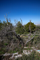 Weathered Tree Against a Clear Sky
