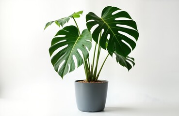 Fototapeta premium Stylish indoor houseplant Monstera deliciosa in gray pot. Tropical plant with large green leaves. Perfect for home decor. Isolated on white background. Potted plant. Botanical display. Nature theme.