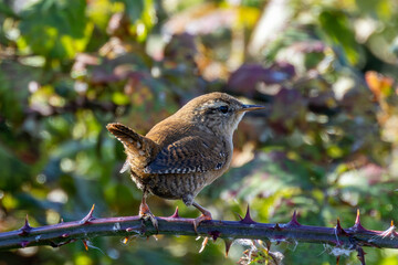 Eurasian Wren (Troglodytes troglodytes) in Glen Park, Cork - often found in hedgerows and forests.