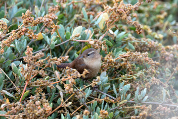 Eurasian Wren (Troglodytes troglodytes) in Glen Park, Cork - often found in hedgerows and forests.