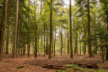 Kent woods