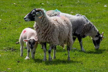Fototapeta premium Sheeps