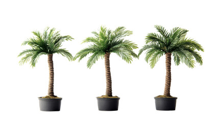 Obraz premium Palm tree transparent background