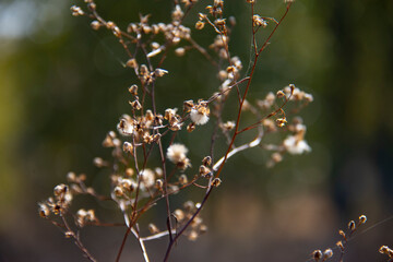 Reed, Winter, Autumn, Dandelion, Dreamy, Scenery, Void, Warm Colors, Transparent, Travel, Memories, Children, Childhood, Past
