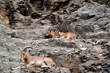 Three goats sitting on mountains