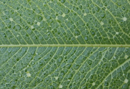 Closeup View of a Green Leaf Vein Structure