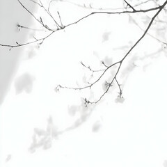 Delicate Branches Cast Shadows on a Pristine White Background in a Minimalist Composition