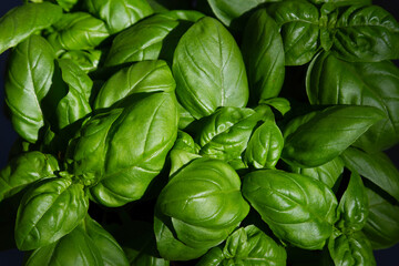 Close up of a Fresh Basil plant