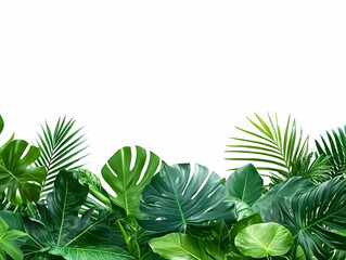 Tropical leaves border on white background perfectly for summer design elements beautifully