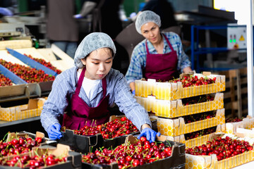 Asian woman working at the cheery farm warehouse