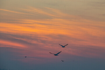 By the lake, sunset, dusk, seagulls, fish eating birds, eagles, waterfowl, catching fish, fishing, winter, scenery, background, burning clouds