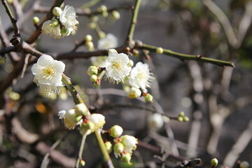 梅の花、