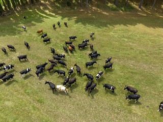 High-angle view of a herd of cows grazing in a grassy field. Healthy livestock in a rural setting. PUKETURUA-PIARERE, PUTARURU, WAIKATO, NEW ZEALAND