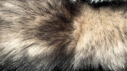 Close-up of a two-toned faux fur texture featuring soft beige and dark brown shades, showcasing...