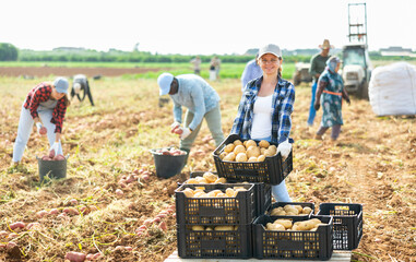 Positive female farmer arranging in stack plastic boxes with potatoes on farm field during seasonal...