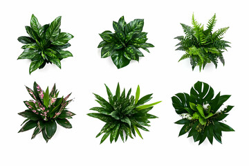 Six Tropical Houseplants Isolated on a White Background.