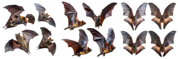 Flying Foxes in Flight