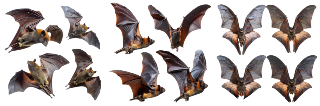 Flying Foxes in Flight