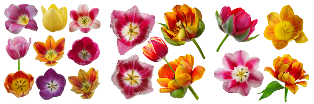Colorful Tulips