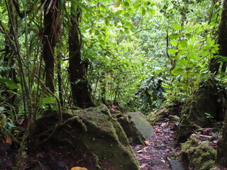 Fototapeta premium natural wildlife in the tropical rainforest 