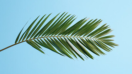 Fototapeta premium Coconut palm tree leaf leaves branch against the blue sky background. tropical summer holiday vacation caribbean island paradise, exotic hawaii coast tourism banner or wallpaper.