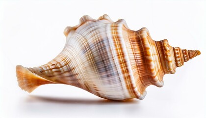 sea shell isolated on transparent or white background