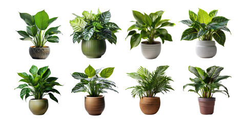 Indoor Plant Collection for Home Decor and Styling, PNG collection, set bundle, isolate on transparent or white background