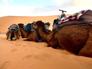 camels in the desert