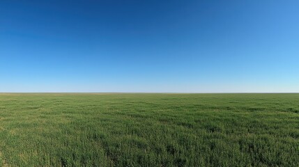Obraz premium A wide green grass field under a clear blue sky, stretching to the horizon.