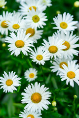 Obraz premium White daisies bloom vibrantly in a lush green garden during spring season
