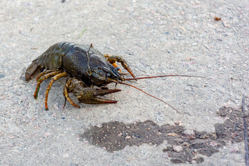 Crawfish exploring a concrete pathway in the afternoon sunlight