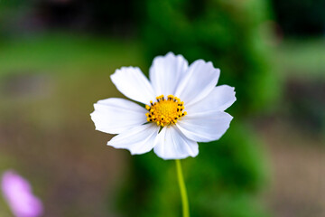 Obraz premium White flower with yellow center blooming in a lush garden during daytime