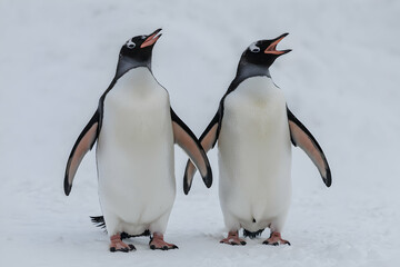 Fototapeta premium Two penguins in snow, their beaks open against a wintry white backdrop