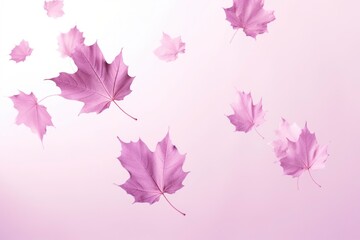 Purple color maple leaves dropping 