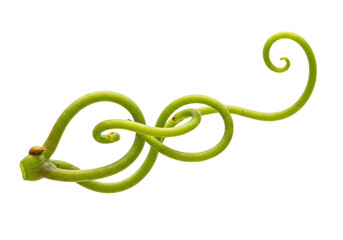 Obraz premium Grape tendril isolated on white