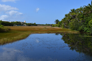 Fototapeta premium Beautiful natural scenery with river and dense vegetation on the beach in Itacimirim, Bahia-Brazil