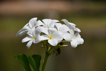 Tropical flower - Plumeria Frangipani white flower in green nature tropical flowers in the garden