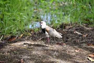 Southern lapwing is a bird belonging to the Charadriidae family. It prefers to live in low-lying areas, in fields, beaches, marshes, mangroves and humid floodplains.
