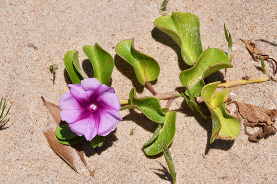 Ipomea pes-caprae, popularly known as beach parsley and crowbar, is a very common plant species on the coast of tropical and subtropical regions. Salvador, Bahia - Brazil