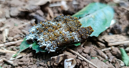 Butterfly capricorns on a lemon tree leaf