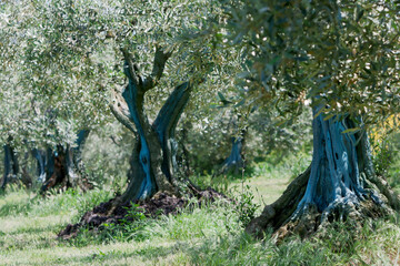 Olivenbäume in der Provence