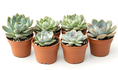 Beautiful Succulent Plants in Terracotta Pots