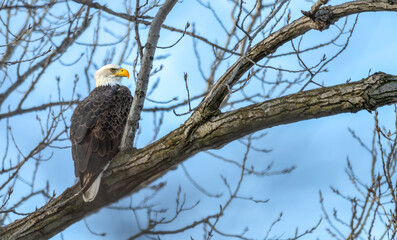 American bald eagle perched in a tree in winter.