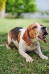 Loud barking beagle dog