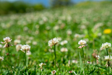 Obraz premium たんぽぽ