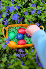  Easter Eggs in a Flowering Garden. Child hands collecting eggs in blooming blue periwinkle.Traditional search and collection of Easter painted eggs in the spring garden.