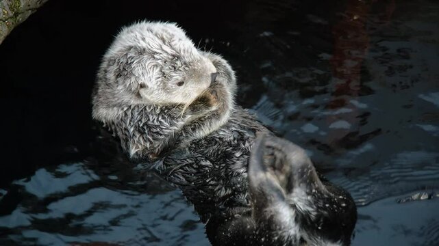 Video of sea otters are playing and swimming in a large pool at the aquarium in Lisbon. Sea otters are an endangered species