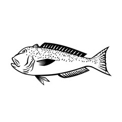 Retro style illustration of a great northern tilefish, Lopholatilus chamaeleonticeps or golden tile in the family Malacanthidae side view  on isolated background done in black and white.